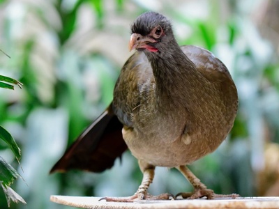 Chaco Chachalaca