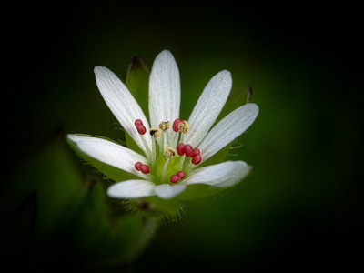 Chickweed