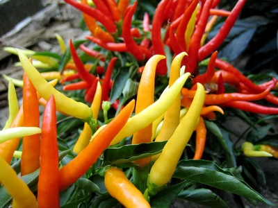 Chili peppers