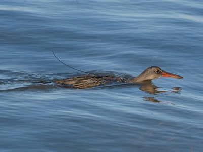 Clapper Rail