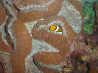 Clownfish
