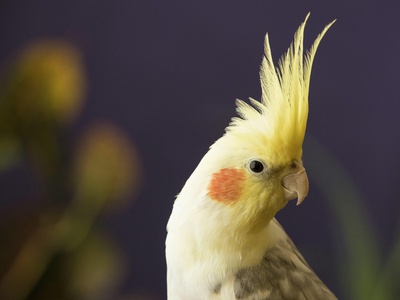 Cockatiel
