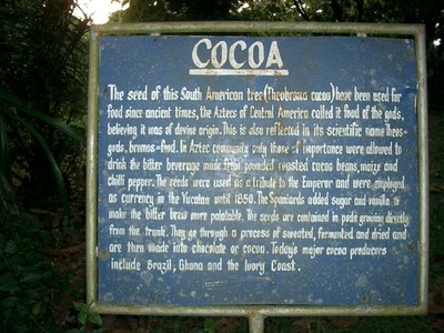 Cocoa (cacao)