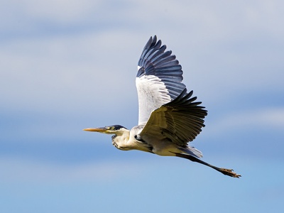 Cocoi Heron