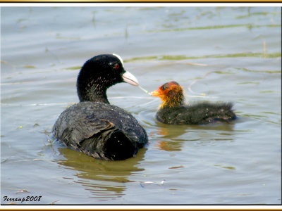 Common Coot