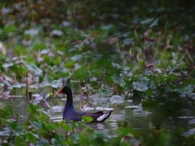 Common Gallinule