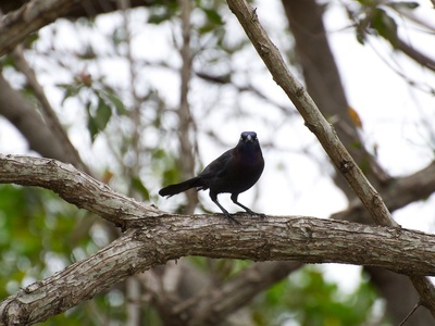Common Grackle
