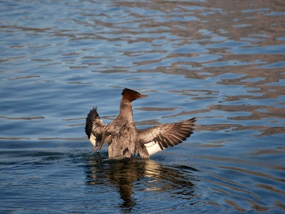 Common Merganser