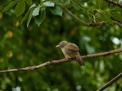 Common Nightingale