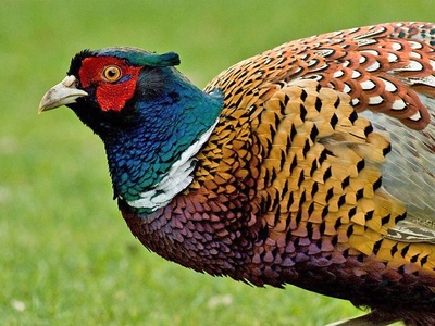 Common Pheasant