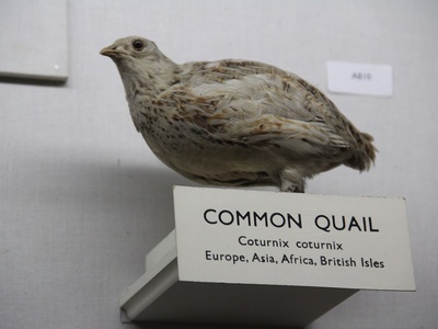 Common Quail