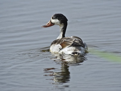 Common Shelduck
