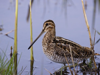 Common Snipe
