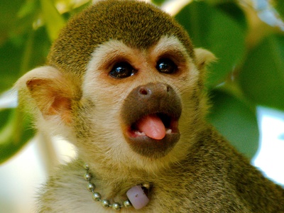 Common squirrel monkey