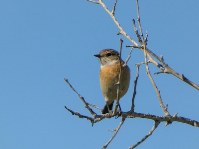 Common Stonechat