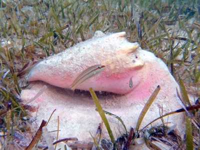 Conch (queen conch)