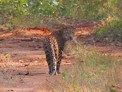 Conservation Biology