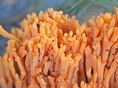 Coral mushroom (pink-tipped)