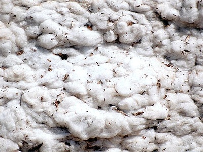 Cotton