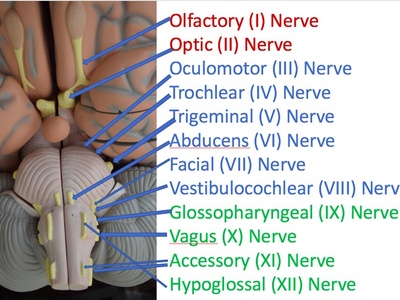 Cranial nerves