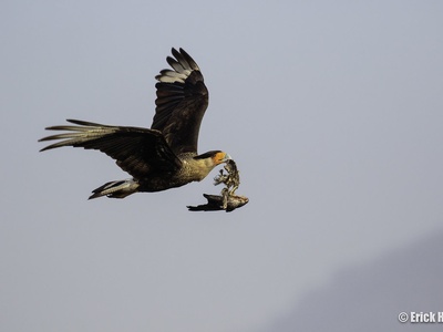 Crested Caracara