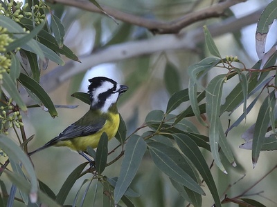 Crested Shrike-tit
