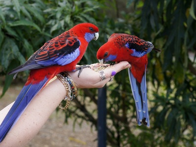 Crimson Rosella