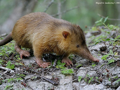 Cuban solenodon