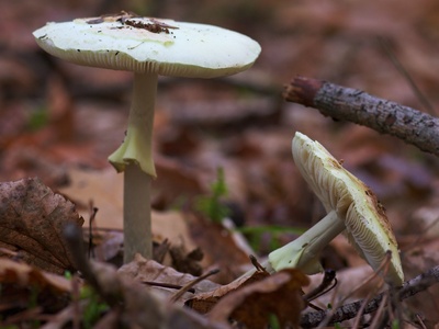 Death cap