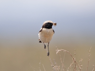 Desert Wheatear
