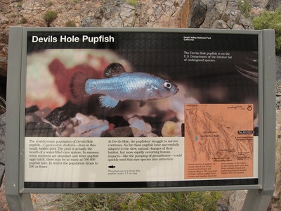 Devils Hole pupfish