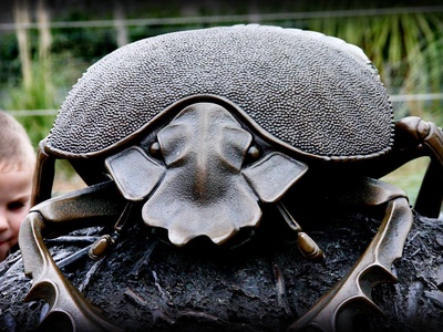Dung beetle