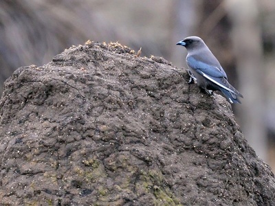 Dusky Woodswallow
