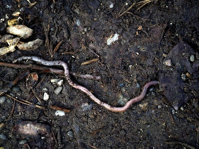 Earthworm