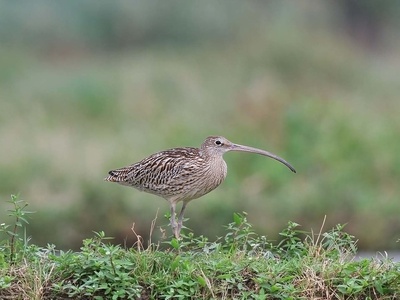 Eastern Curlew