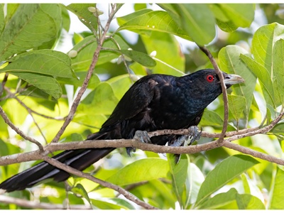 Eastern Koel
