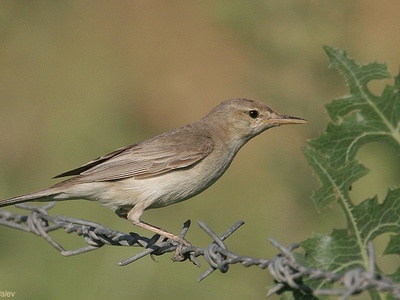 Eastern Olivaceous Warbler