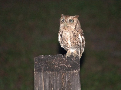 Eastern Screech-Owl