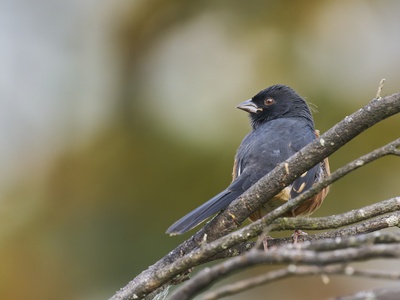 Eastern Towhee