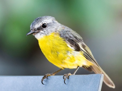 Eastern Yellow Robin