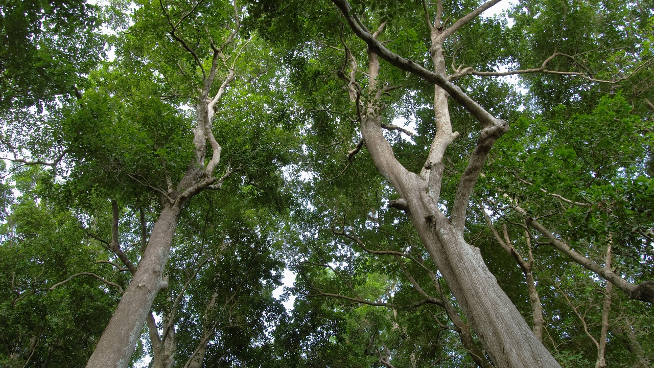 Aerial view of tropical rainforest canopy showing dense biodiversity and green tree crowns
