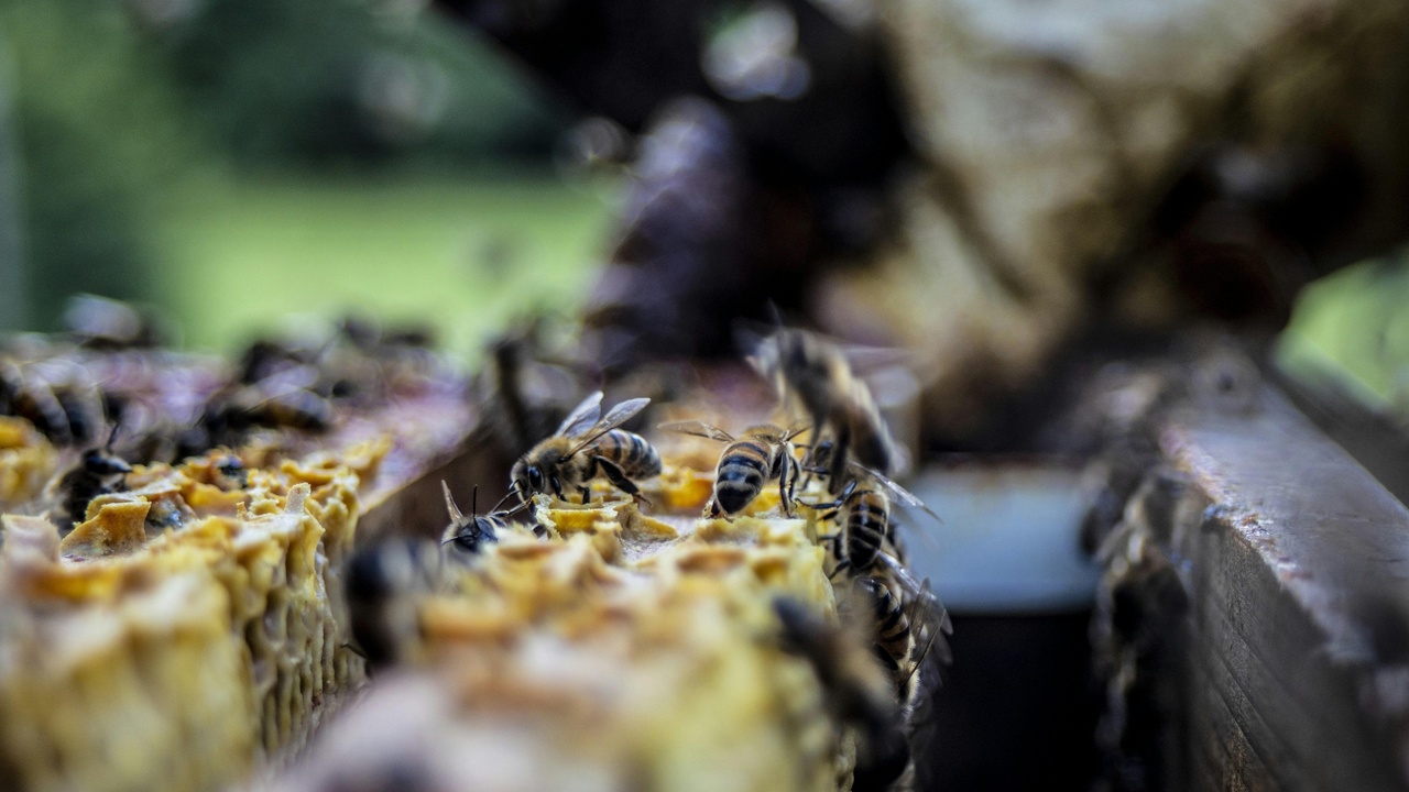 agriculture and pollinators
