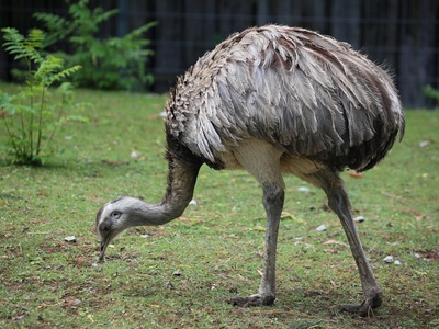 Emu