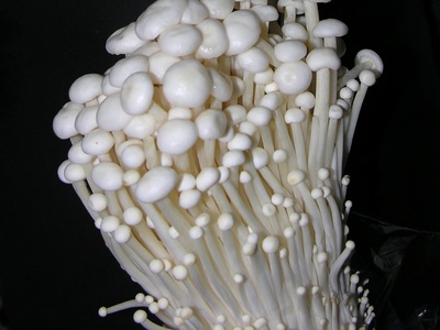 Enoki