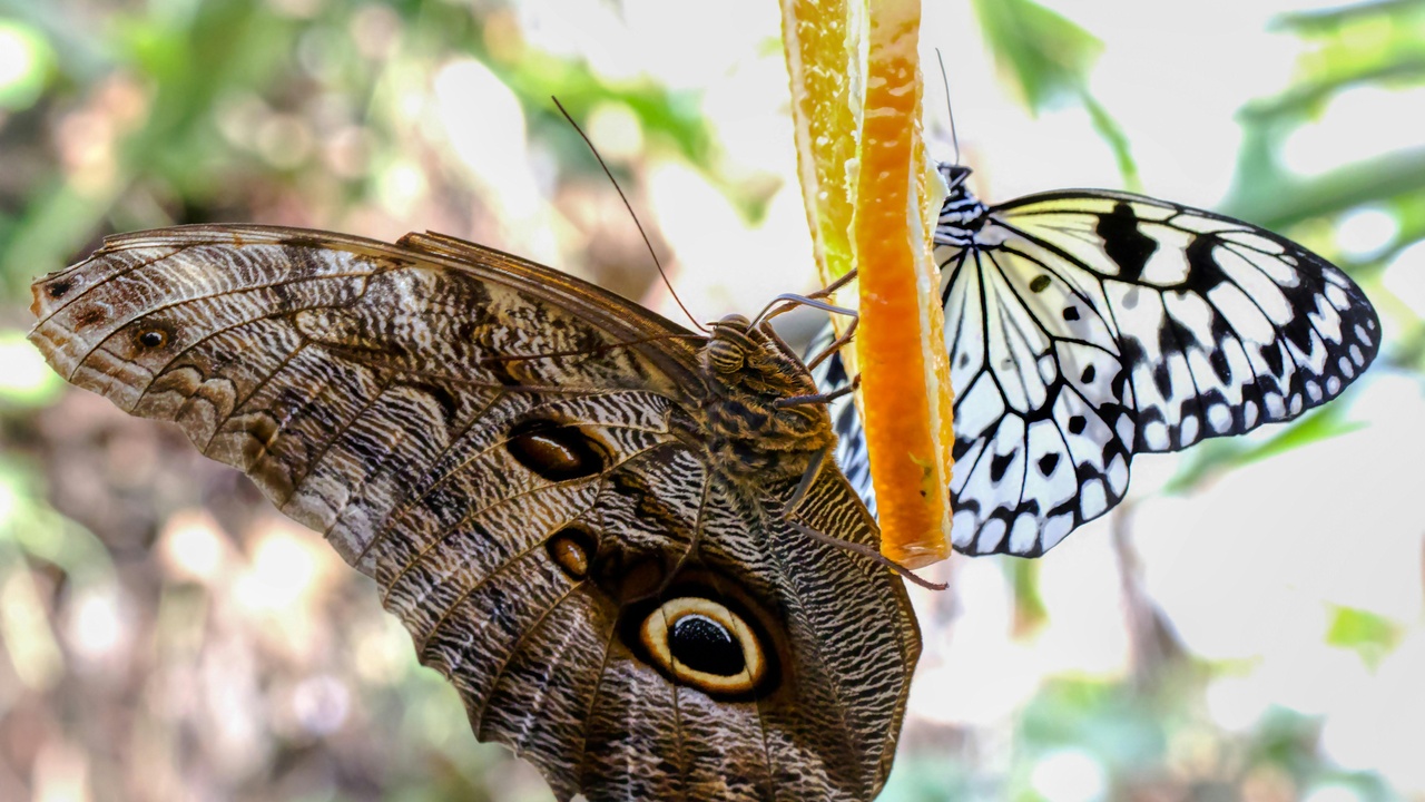 Ecology, taxonomy, and physiology misconceptions in wildlife