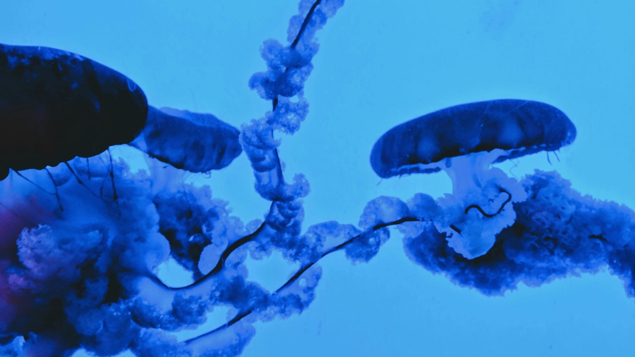 Public debate about the ethics of cloning shown at a forum