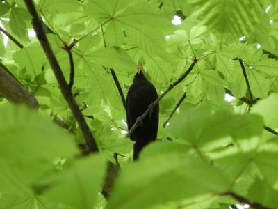 Eurasian Blackbird
