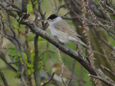 Eurasian Blackcap