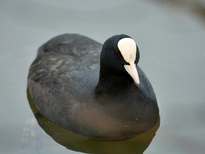 Eurasian Coot