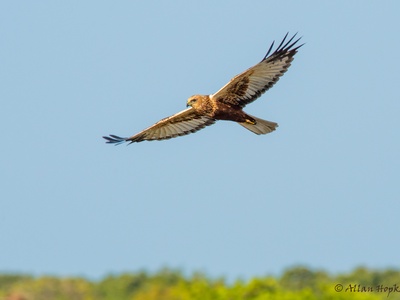 Eurasian Marsh Harrier